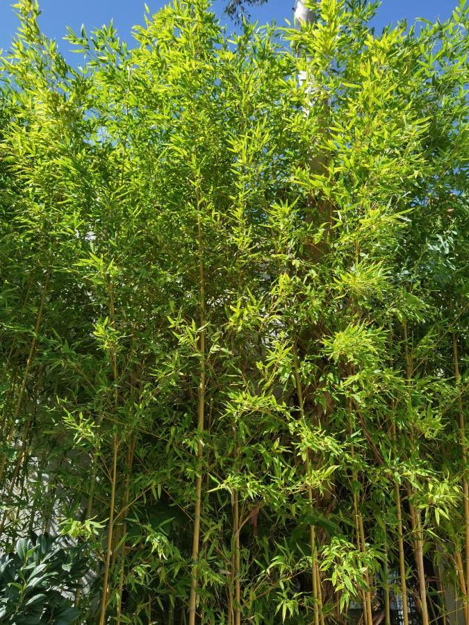 Pine And Lime Apartments プーラ エクステリア 写真